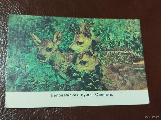 Календарь 1977 Беловежская пуща