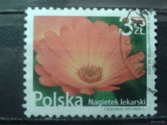 Польша 2009 Календула Михель-2,5 евро гаш