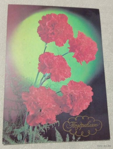 Костенко Г.(фото), Гвоздики, 1988, чистая.