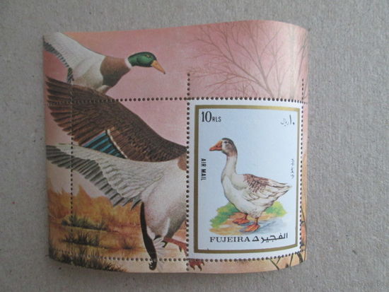 Фуджейра. Птицы.