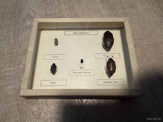 Учебное пособие. Жуки. Биология СССР