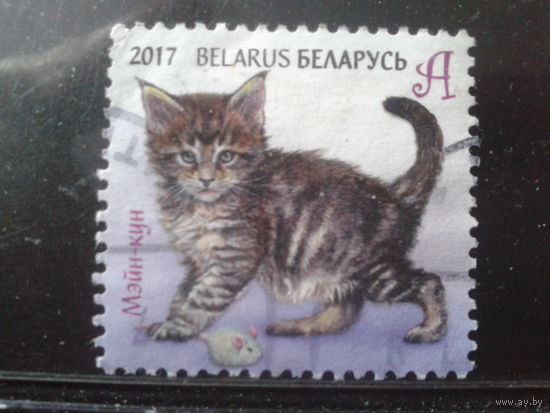 2017 Котенок