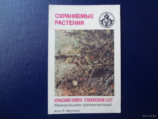 Календарик 1987 г.  Красная книга Узб.ССР.  Мягкоплодник критмолистный.