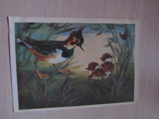 Чибис. худ. Каневский 1980
