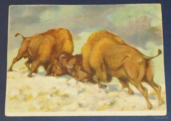 Ватагин. Бизоны. 1920-е. РЕДКОСТЬ