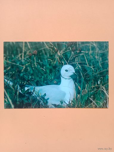 Открытка 1988