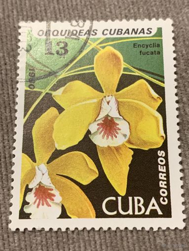 Куба 1980. Цветы. Encyclia Fucata. Марка из серии