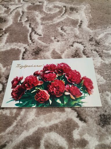 Открытка Поздравляю чистая1974