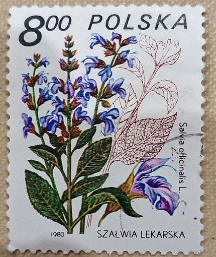 Польша 1980. Флора. Цветы. Salvia officinalis. Марка из серии