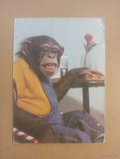 Календарь 1981 Цирк