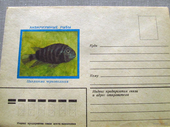 С026-0062 Конверт Чистый Аквариумные рыбы Цихлозома чернополосая 1982