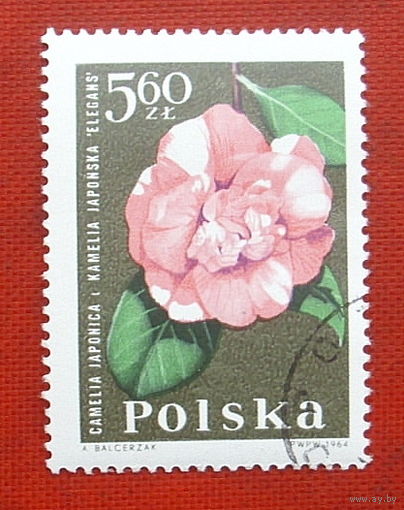 Ьша. Цветы. ( 1 марка ) 1964 года. 9-12.