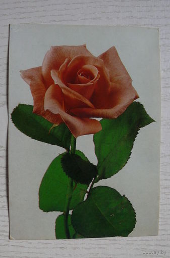 Роза; чистая (изд. Прага).