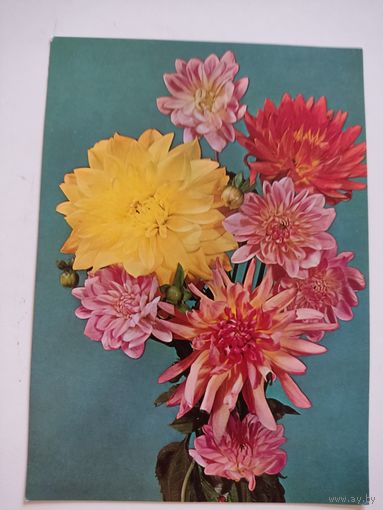 Чистая польская открытка с цветами, 1971г.