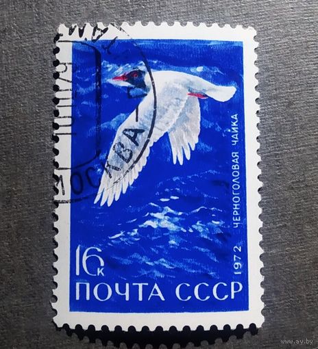Марка СССР 1972 год Птицы