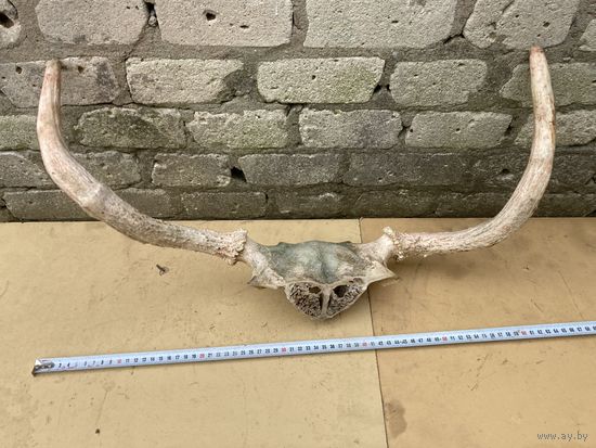 Рога лося и немного черепа(убийцы)