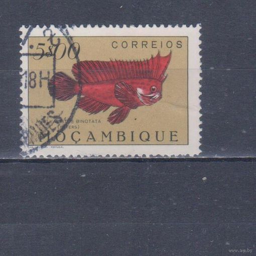 [782] Португальский Мозамбик 1951. Фауна.Рыба.5 э. Гашеная марка.
