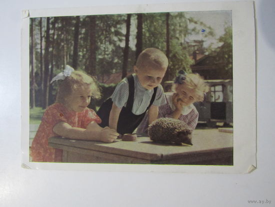 Становов А. Юные натуралисты 1962 г.