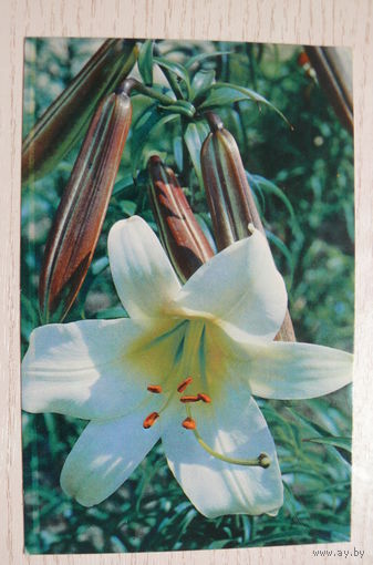 Матанов Н., Лилия; 1977, подписана (размер 9*14).