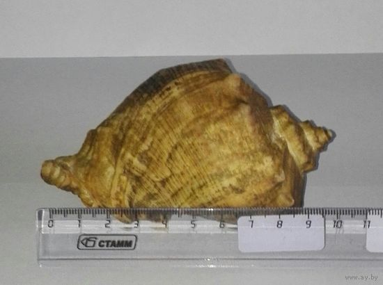 Морская ракушка.