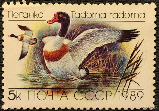 ЦІКАВІЦЬ АБМЕН! 1989, Пярэстая качка (5)