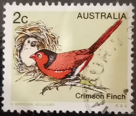 Австралия. Фауна. Птицы. Crimson Finch