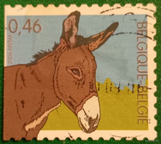 Бельгия 2006. Фауна. Осел