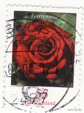 Садовая Роза 2008 год