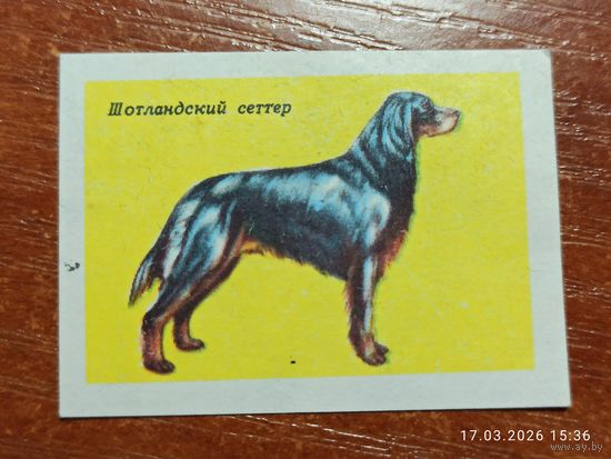 Спичечная этикетка Шотландский сеттер