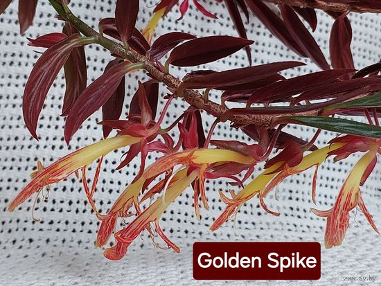 Колумнея Golden Spike