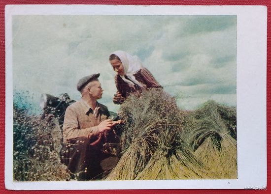 Белорусская ССР. На полях колхоза. 1957 г. Чистая.