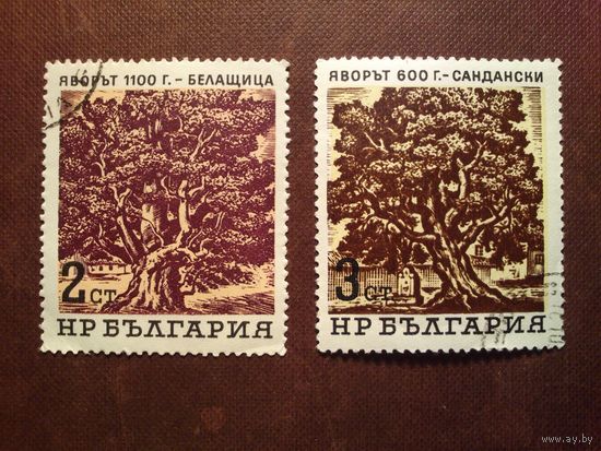 Болгария 1964 г.Старейшие деревья./26а/