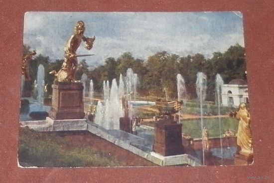 Петродворец. Большой каскад. 1958г.