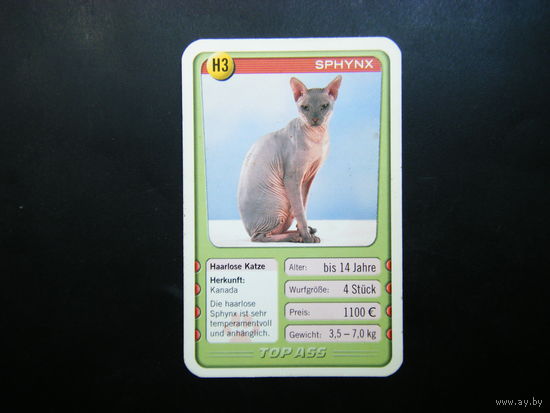 Карточка КОШКИ 13