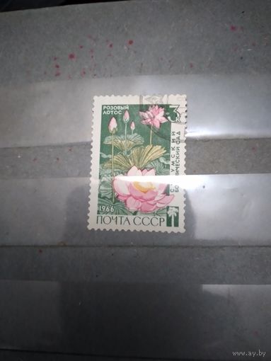 СССР, 1966, СУХУМСКИЙ БОТ САД,   1м