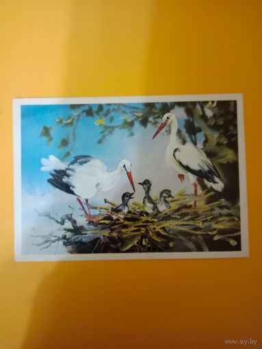 Открытка Каневский,не подписана