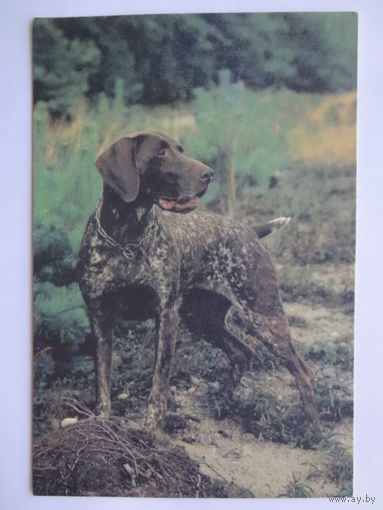 Календарик 1996 г. Курцхаар.