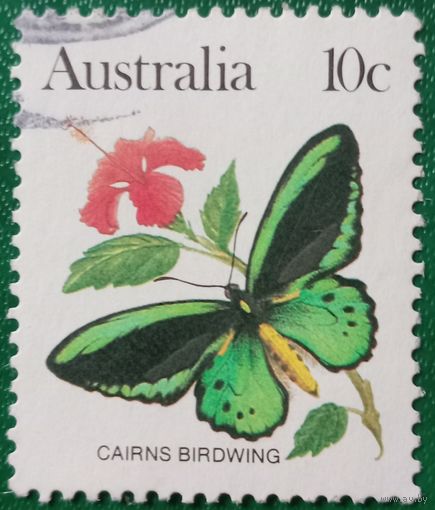 Австралия. Фауна. Cairns Birdwing