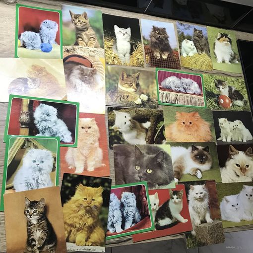 Коты.цена за все.