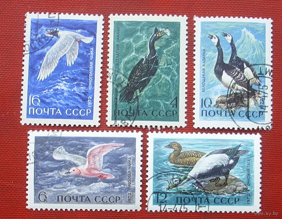 СССР. Пернатые - обитатели побережий морей и океанов. ( 5 марок ) 1972 года. 4-14.