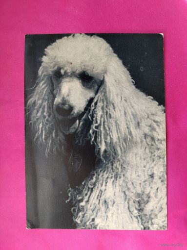 Пудель. Чистая. 1969 года. Фото Елисеева. 2618.
