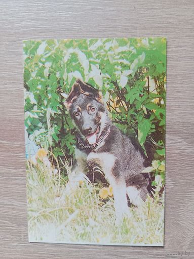 Календарик 1996