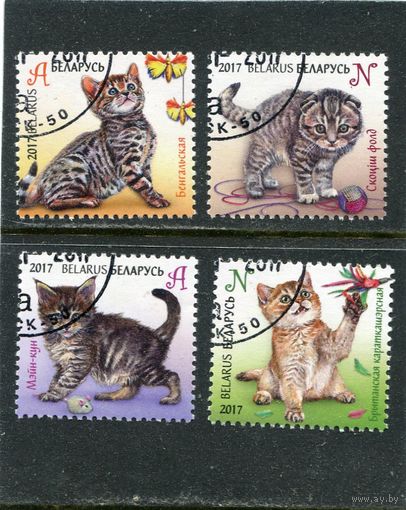 Беларусь 2017.. Котята