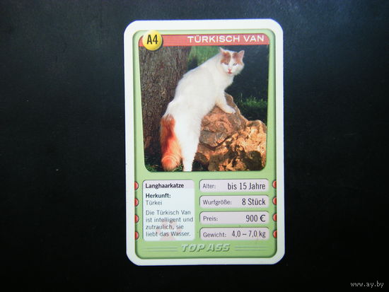 Карточка КОШКИ 15