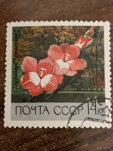 СССр 1969. Гладиолус Уралочка. Марка из серии
