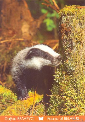 Фауна Беларуси: барсук, тираж 4000 экз., чистая, 2018