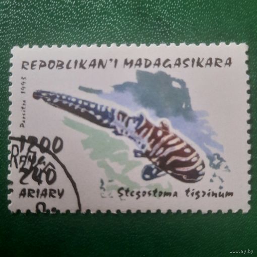 Мадагаскар 1993. Фауна. Stegostoma Tigrinum. Марка из серии