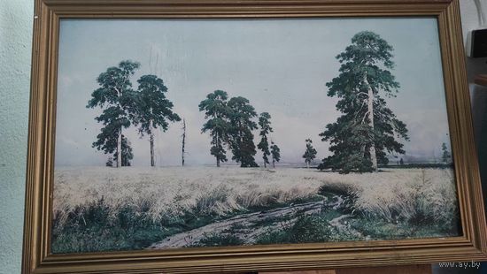 Картина Шишкина, размер 67 на 39 см, ширина рамы 4 см. Состояние на фото, есть подтеки. Соотвественно и низкая цена.