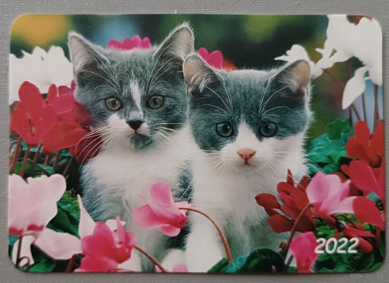 Котята. Календарик, 2022