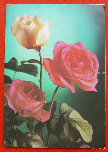 Поздравляю! Чистая. Двойная. 1990 года. Костенко. # 90.